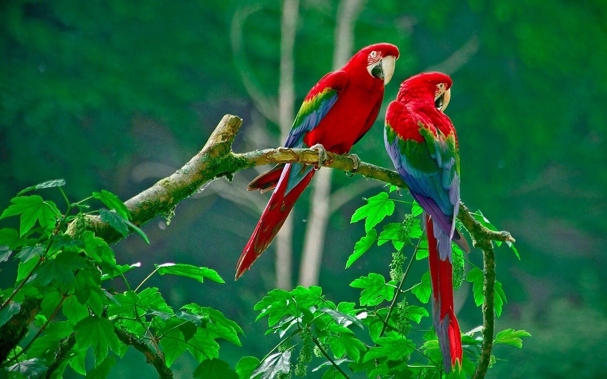 cách điệu con vẹt